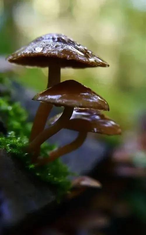國家蘑菇地理：中國哪里的蘑菇最好吃？