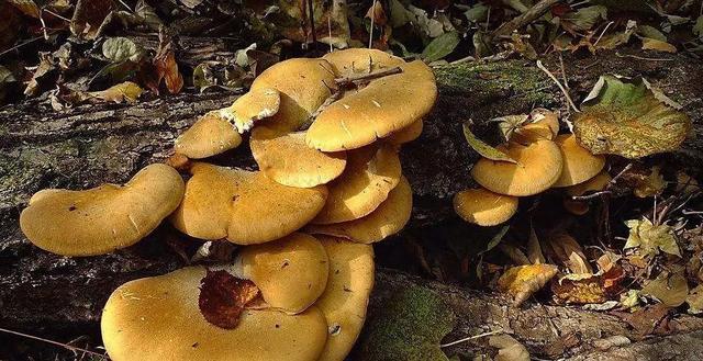 國家蘑菇地理：中國哪里的蘑菇最好吃？
