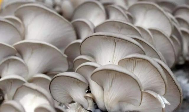 國家蘑菇地理：中國哪里的蘑菇最好吃？