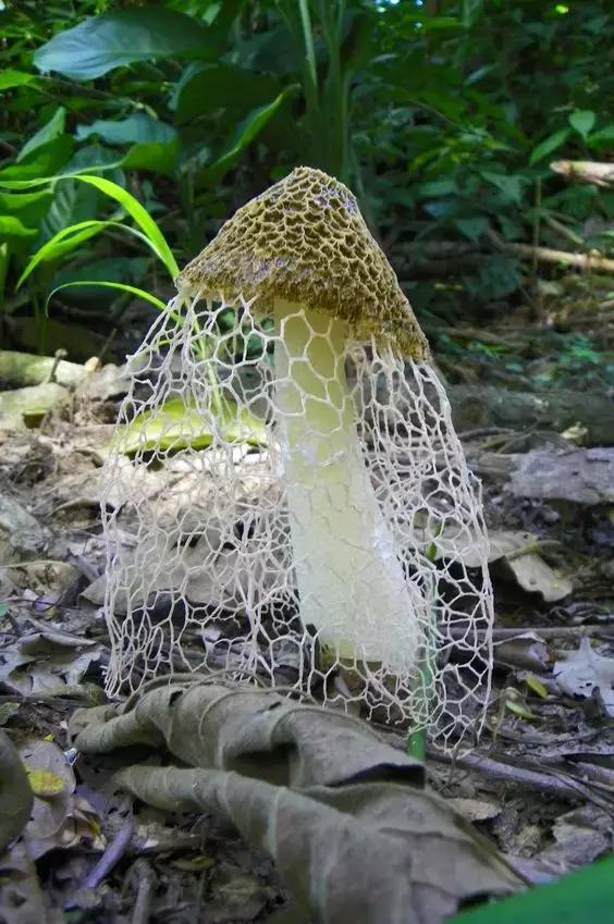 國家蘑菇地理：中國哪里的蘑菇最好吃？